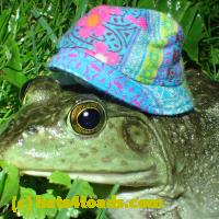 /home//u458753944/public_html/sourcegallery//Frogs/More bullfrogs/P6020091.JPG